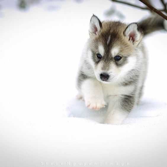 Adorable Dogs Dog In Snow