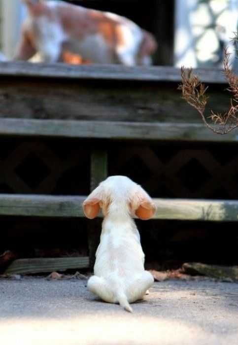 Adorable Dogs Dog On Stairs