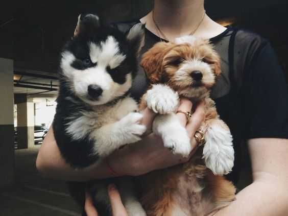 Adorable Dogs 2 Dogs