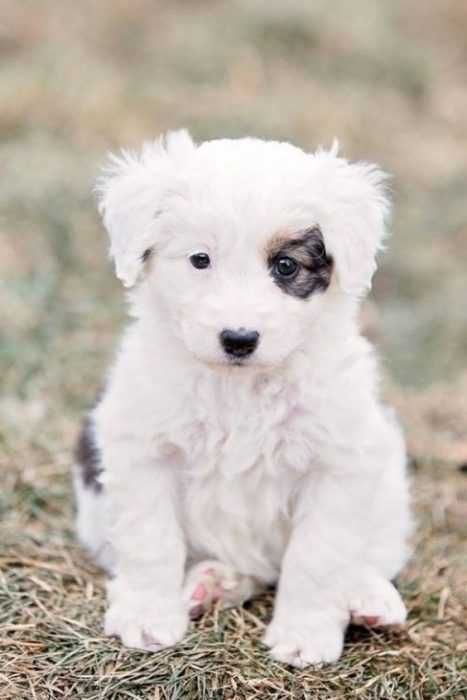 Adorable Dogs White Dog