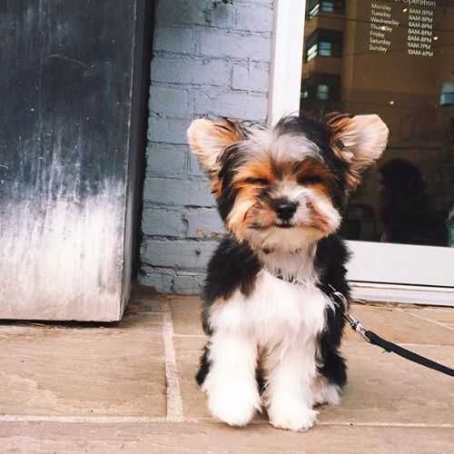 Adorable Dogs Yorkie