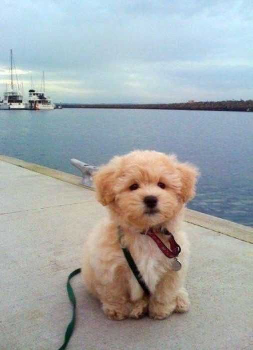 Adorable Dogs Fluffy