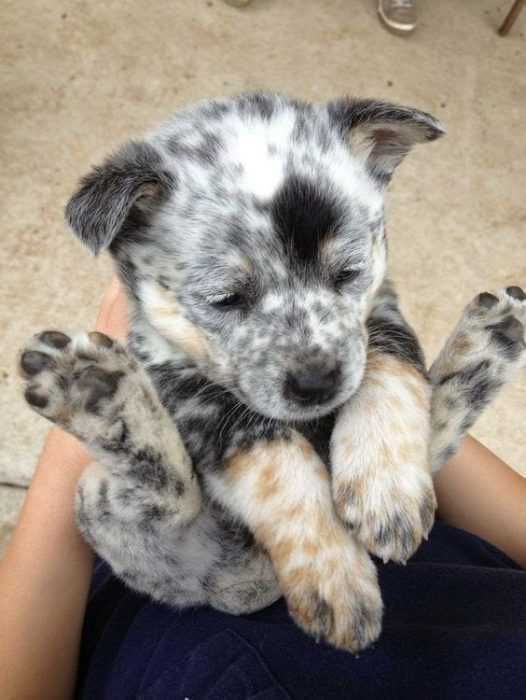 Adorable Dogs Folded Dog