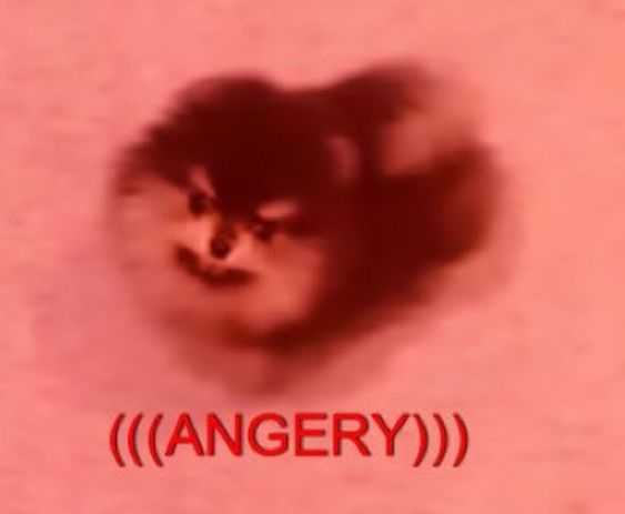 Funny Animal Pictures Yikes