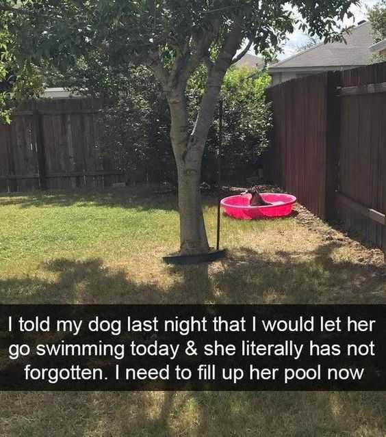 Funny Memes About Life 5 Dogs Don't Forget