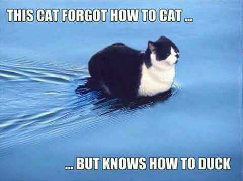 Funny Memes About Life 5 Identity Crisis
