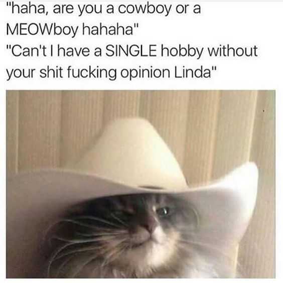 Funny Cat Memes Meow Boy