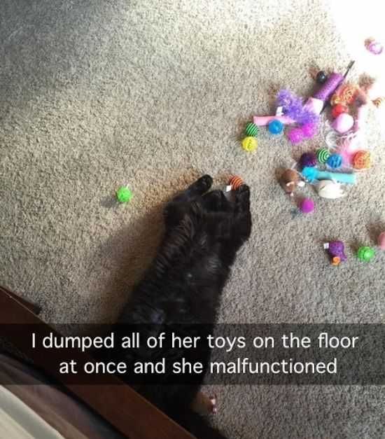 Funny Images Clean Cat Malfunction