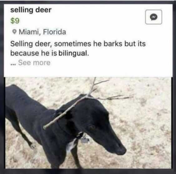 Funny Images Clean Dog In Deer Clothing