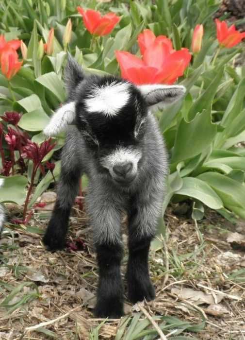 Unbelievably Cute Animals Baby Goat