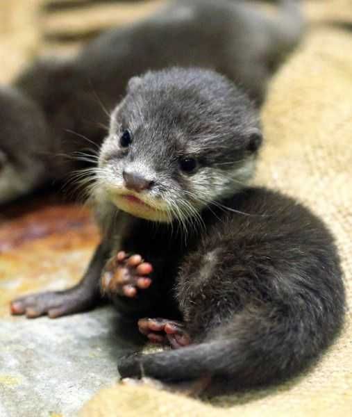 Unbelievably Cute Animal Baby Otter