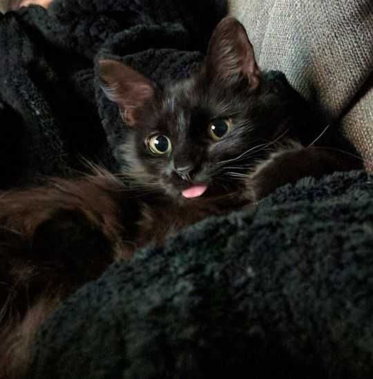 Unbelievably Cute Cats Black Cat Blep