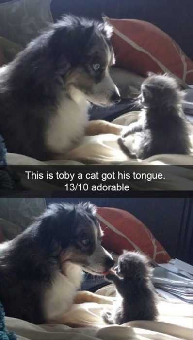 Unbelievably Cute Animals Dog And Cat