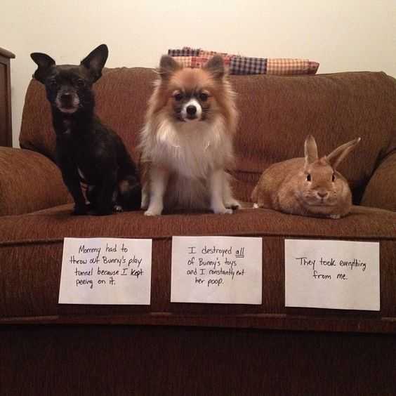 Dog Shaming  Pet Shaming And Even Rabbit Shaming.