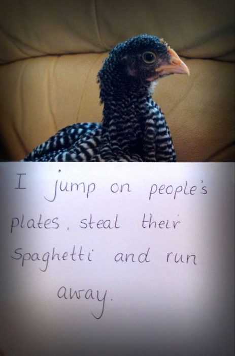 Chicken Shaming  Pet Chicken Spaghetti Thief