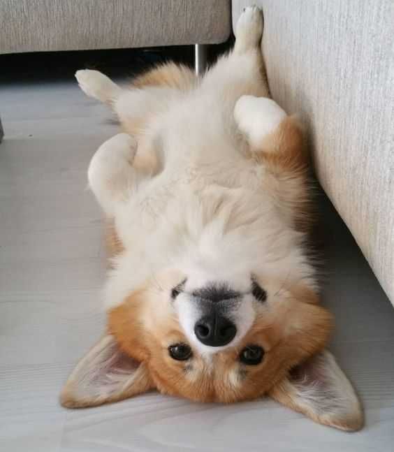 Unbelievably Cute Corgi Dog