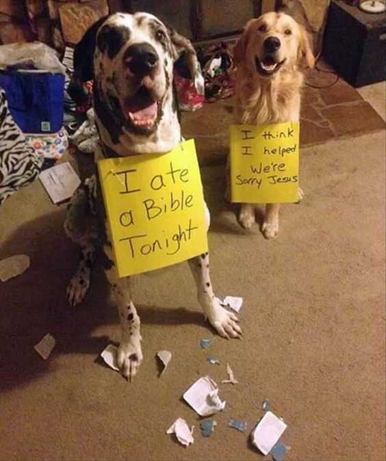 Dog Shaming  Bible Bashers