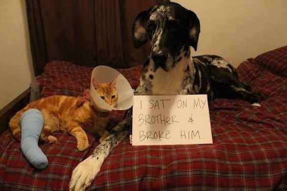 Dog Shaming  Broke Family Member By Sitting On Him