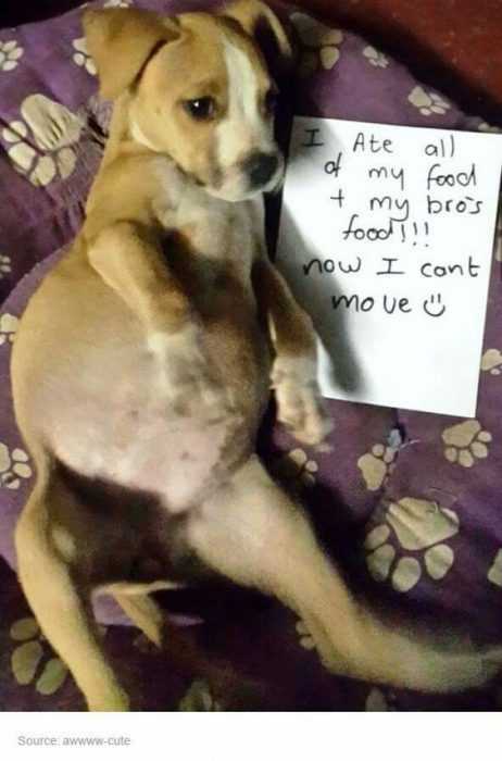 Dog Shaming Pics  Full From Eating His And His Brother's Food