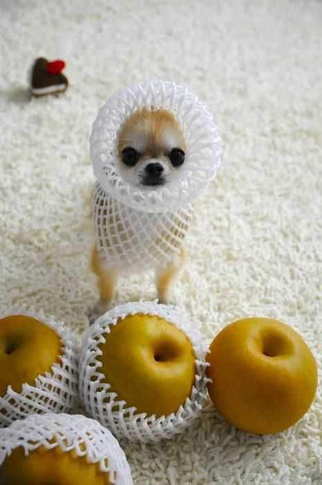 Unbelievably Cute Animals Pear
