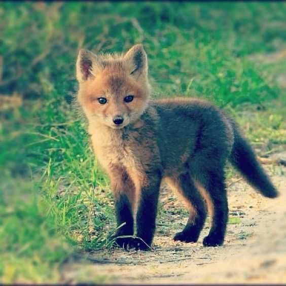 Unbelievably Cute Animals Baby Fox