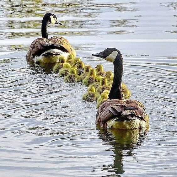 Unbelievably Cute Animals Goose