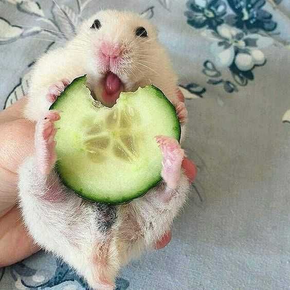 Unbelievably Cute Animals Mouse