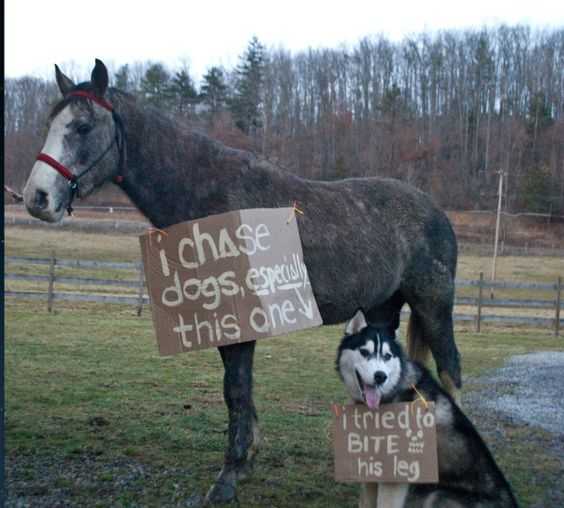 Horse Shaming  Hates Dogs