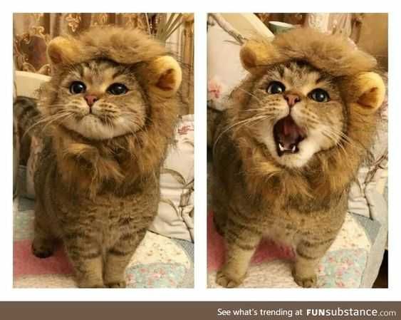 Unbelievably Cute Animals Cat In Lions Clothes