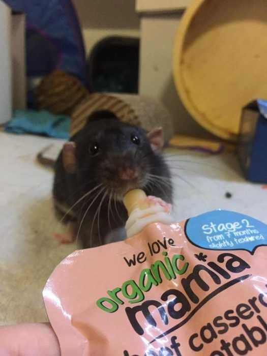 Unbelievably Cute Animals Mouse
