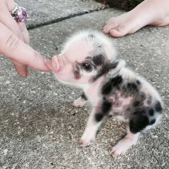 Unbelievably Cute Animals Piglet