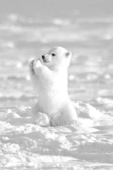 Unbelievably Cute Animals Polar Bears