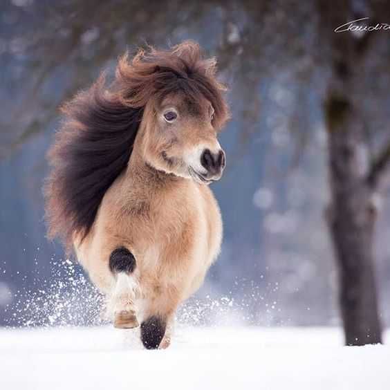 Unbelievably Cute Animals Horse