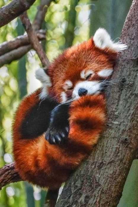 Unbelievably Cute Animals Red Panda
