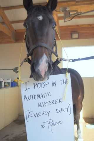 Horse Shaming Pics  Poop In Automatic Waterer