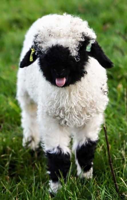 Unbelievably Cute Animals Sheep Blep