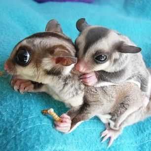 Unbelievably Cute Animals Sugar Gliders