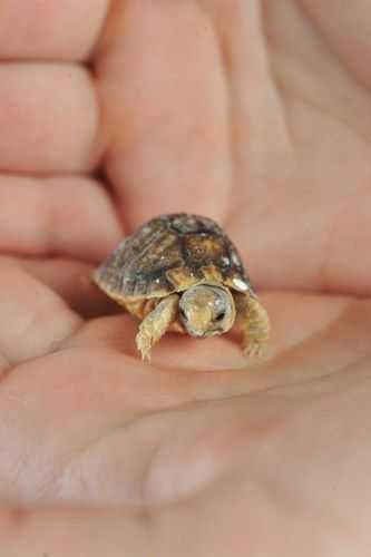 Unbelievably Cute Animals Baby Turtle