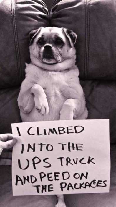 Dog Shaming  Peed On Ups Packages In Ups Truck