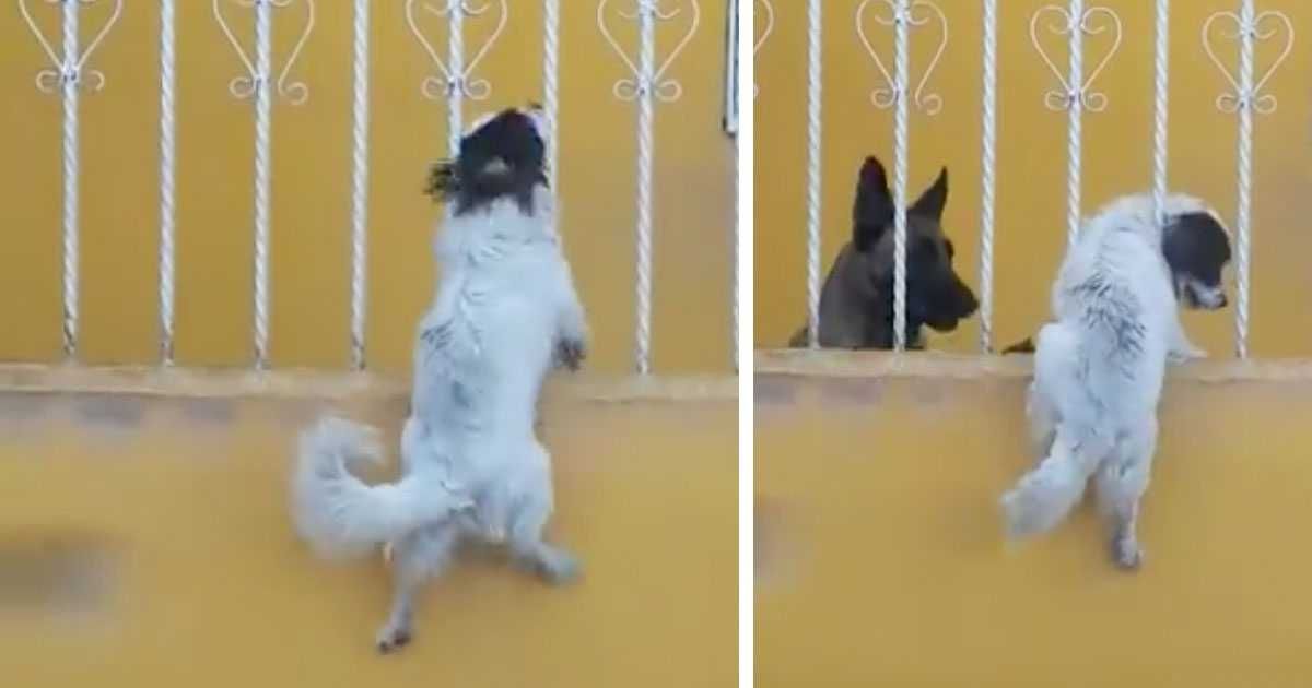 Dog Best Friends Featured