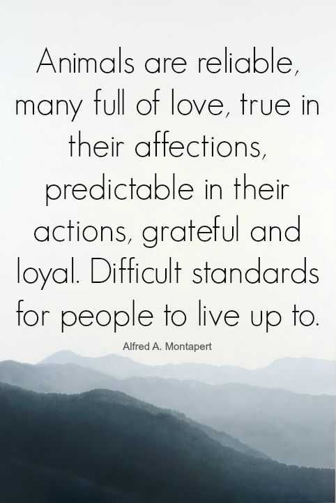 Animal Lover Quotes Reliable Animals