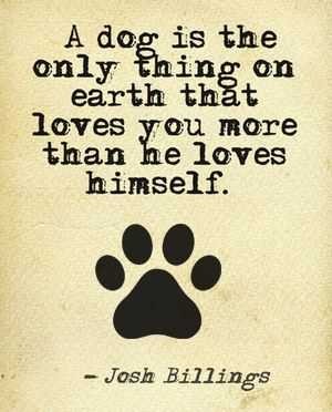 Dog Lovers Quotes Dog's Love