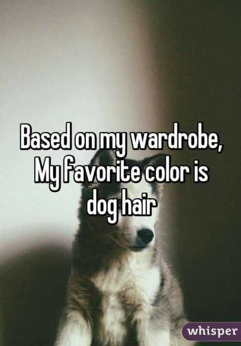 Animal Lover Quotes Dog Hair
