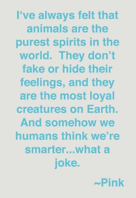 Animal Lover Quotes Animal Spirits
