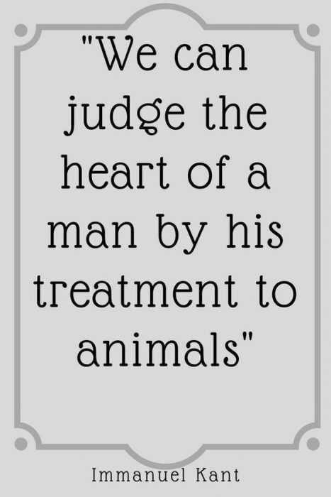Animal Lover Quotes Judging Man's Heart