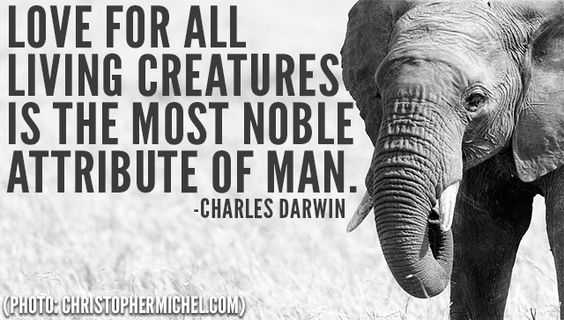 Animal Lover Quotes Creature Love