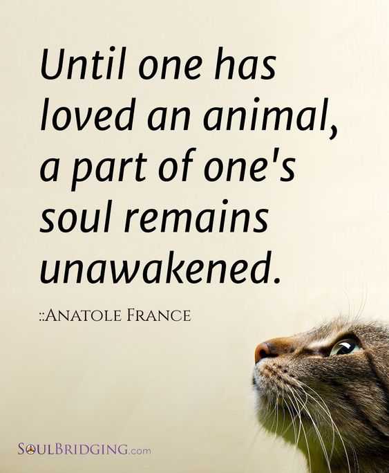 Animal Lover Quotes Waking The Soul