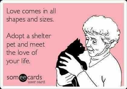 Pet Lover Quotes Love