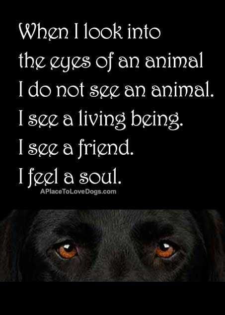 Animal Lover Quotes Eyes Of An Animal