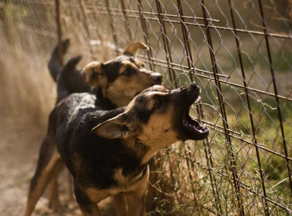 Cute Dog Stories 1